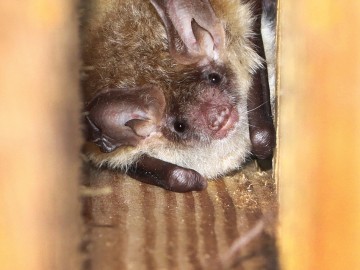 Nocek Bechsteina (Myotis bechsteinii), <p>fot. MI</p>